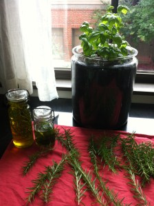 I'm having a competition between my indoor and outdoor basil. :)