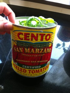 Cento--my favorite brand of Italian Tomatoes